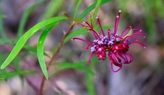 Grevillea diffusa constablei