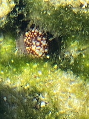 Monetaria caputophidii