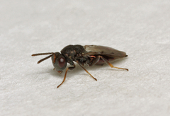 Pteromalus bedeguaris