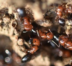 Camponotus lateralis