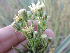 Baccharis texana