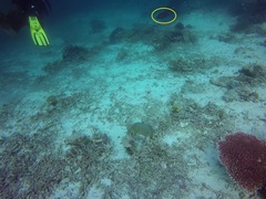 Variola albimarginata