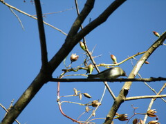 Leiothlypis peregrina