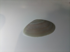 Psammotella cruenta