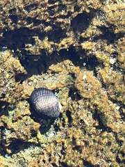 Nerita picea