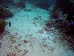 Scolopsis margaritifera