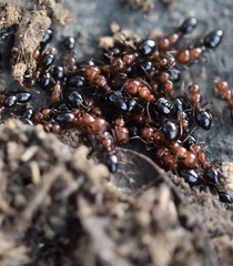 Camponotus lateralis