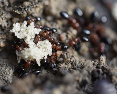 Camponotus lateralis