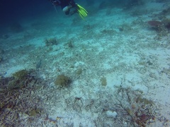 Scarus rubroviolaceus