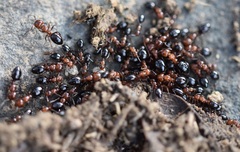 Camponotus lateralis