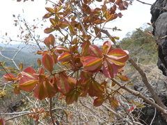 Combretum albidum