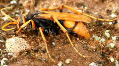 Cryptocheilus australis