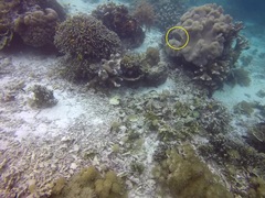 Siganus punctatissimus