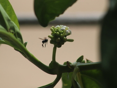 Frieseomelitta nigra