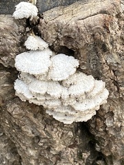 Trametes hirsuta