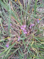 Tulbaghia violacea