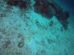 Parapercis hexophtalma