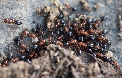 Camponotus lateralis