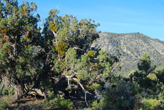 Phoradendron bolleanum densum