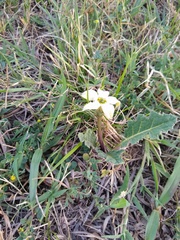 Jaborosa runcinata