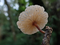 Marasmiellus dendroegrus