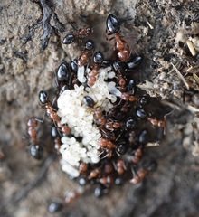 Camponotus lateralis