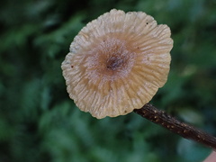 Marasmiellus dendroegrus