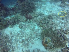 Lutjanus decussatus
