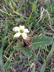 Jaborosa runcinata