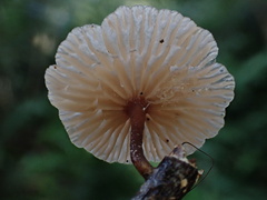 Marasmiellus dendroegrus