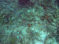 Lutjanus monostigma