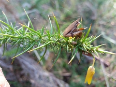 Ulex minor