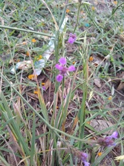 Tulbaghia violacea