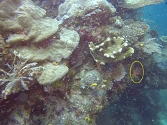 Myripristis chryseres