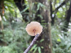 Marasmiellus dendroegrus