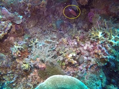 Sargocentron caudimaculatum