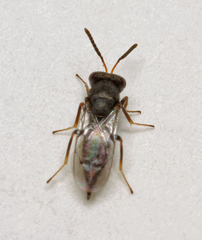 Pteromalus bedeguaris