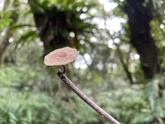 Marasmiellus dendroegrus