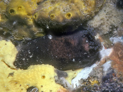 Holothuria cinerascens