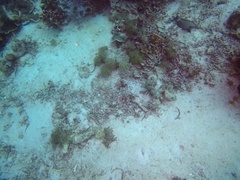 Acanthurus nigricauda