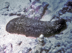 Holothuria whitmaei