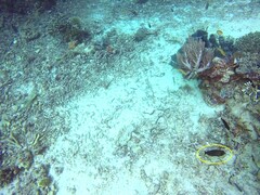 Acanthurus pyroferus