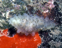 Stichopus