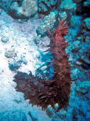 Stichopus pseudohorrens