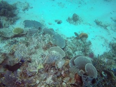 Acanthurus leucocheilus