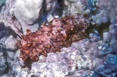 Stichopus pseudohorrens