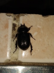 Archophileurus