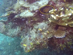 Pempheris vanicolensis