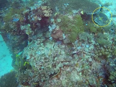 Plectorhinchus lineatus