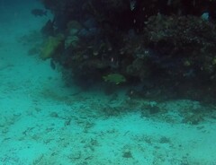 Plectorhinchus polytaenia